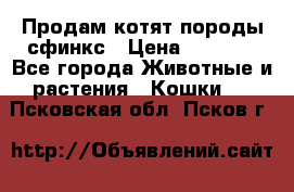 Продам котят породы сфинкс › Цена ­ 4 000 - Все города Животные и растения » Кошки   . Псковская обл.,Псков г.